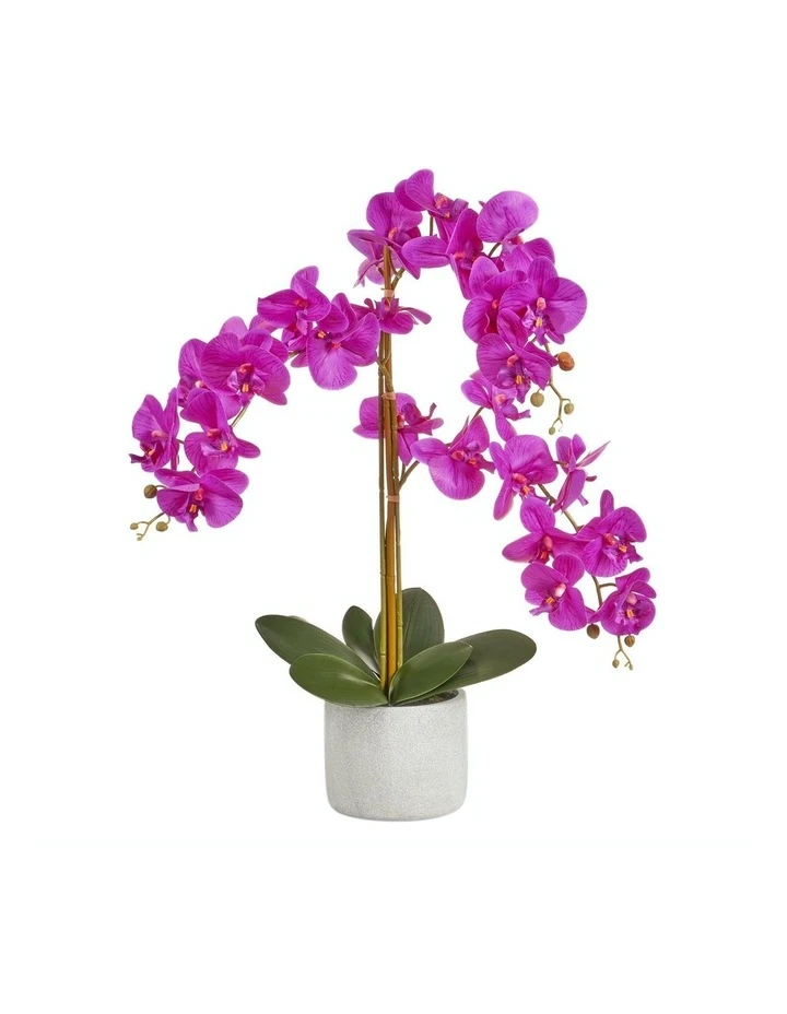 Coupon π Cooper & Co Artificial Orchid 70cm Purple β 1 Coupon π Cooper & Co Artificial Orchid 70cm Purple β