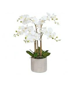 Cheapest 👍 Cooper & Co Artificial Orchid 80cm White ✨