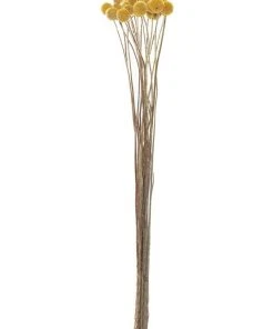 Buy π Rogue Preserved Pom Pom 50cm In Mustard π