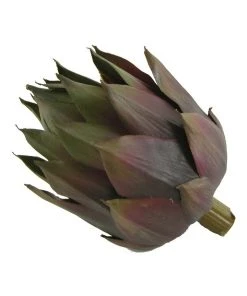 Best Pirce 😀 Rogue Artichoke Head 8x8x13cm In Purple ✨