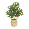 Best reviews of ✔️ Cooper & Co Artificial Monstera In Woven Basket 🤩