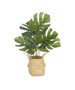 Best reviews of ✔️ Cooper & Co Artificial Monstera In Woven Basket 🤩